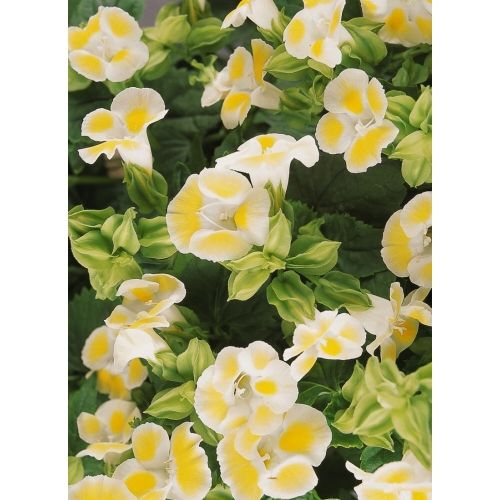 Torenia 'Kauai Lemon Drop' - Wishbone Flower - 20 pellet Seeds - Caribbean garden seed