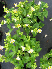 Torenia 'Kauai Lemon Drop' - Wishbone Flower - 20 pellet Seeds - Caribbean garden seed