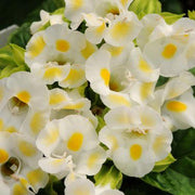 Torenia 'Kauai Lemon Drop' - Wishbone Flower - 20 pellet Seeds - Caribbean garden seed