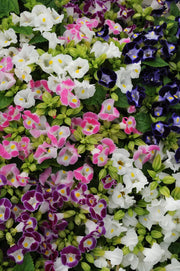 Torenia Kauai Mix - Wishbone Flower - Pellet Seeds - Caribbean garden seed
