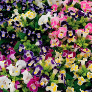 Torenia Kauai Mix - Wishbone Flower - Pellet Seeds - Caribbean garden seed