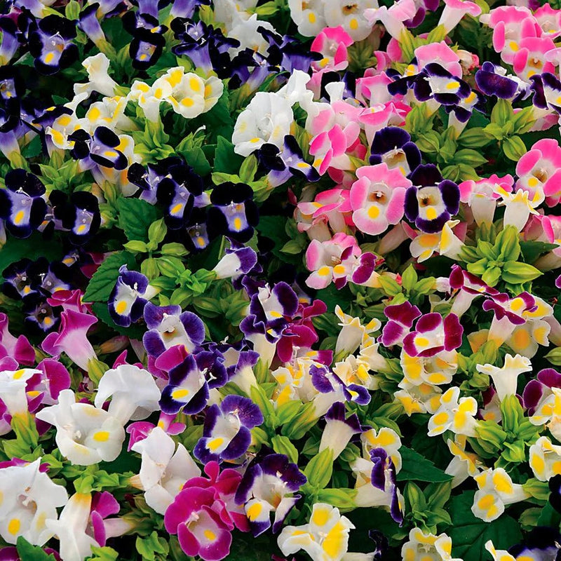 Torenia Kauai Mix - Wishbone Flower - Pellet Seeds - Caribbean garden seed
