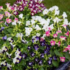 Torenia Kauai Mix - Wishbone Flower - Pellet Seeds - Caribbean garden seed