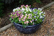 Torenia Kauai Mix - Wishbone Flower - Pellet Seeds - Caribbean garden seed