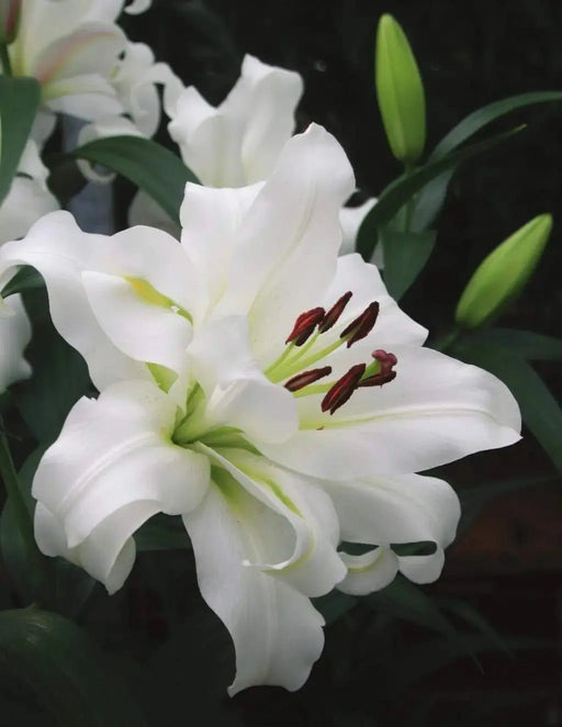 Tourega Oriental Lily Bulbs. NO Fragrance - Caribbeangardenseed