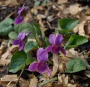 Transylvanian Violet - 10 Flower Seeds - Caribbean garden seed