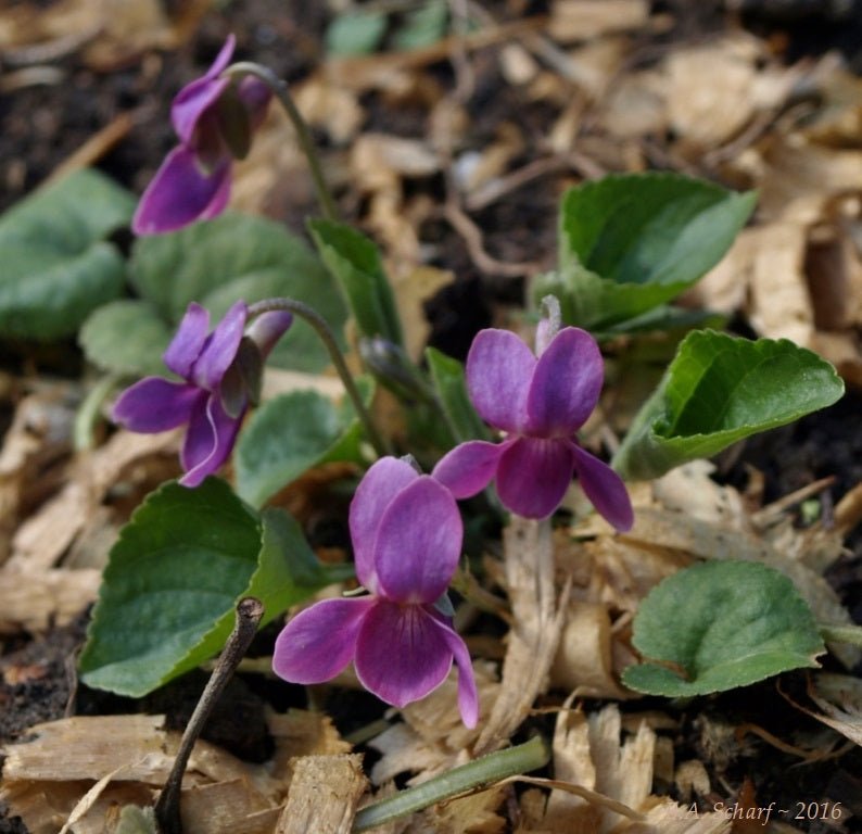 Transylvanian Violet - 10 Flower Seeds - Caribbean garden seed