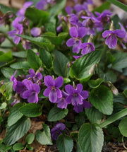 Transylvanian Violet - 10 Flower Seeds - Caribbean garden seed