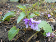 Transylvanian Violet - 10 Flower Seeds - Caribbean garden seed