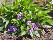 Transylvanian Violet - 10 Flower Seeds - Caribbean garden seed
