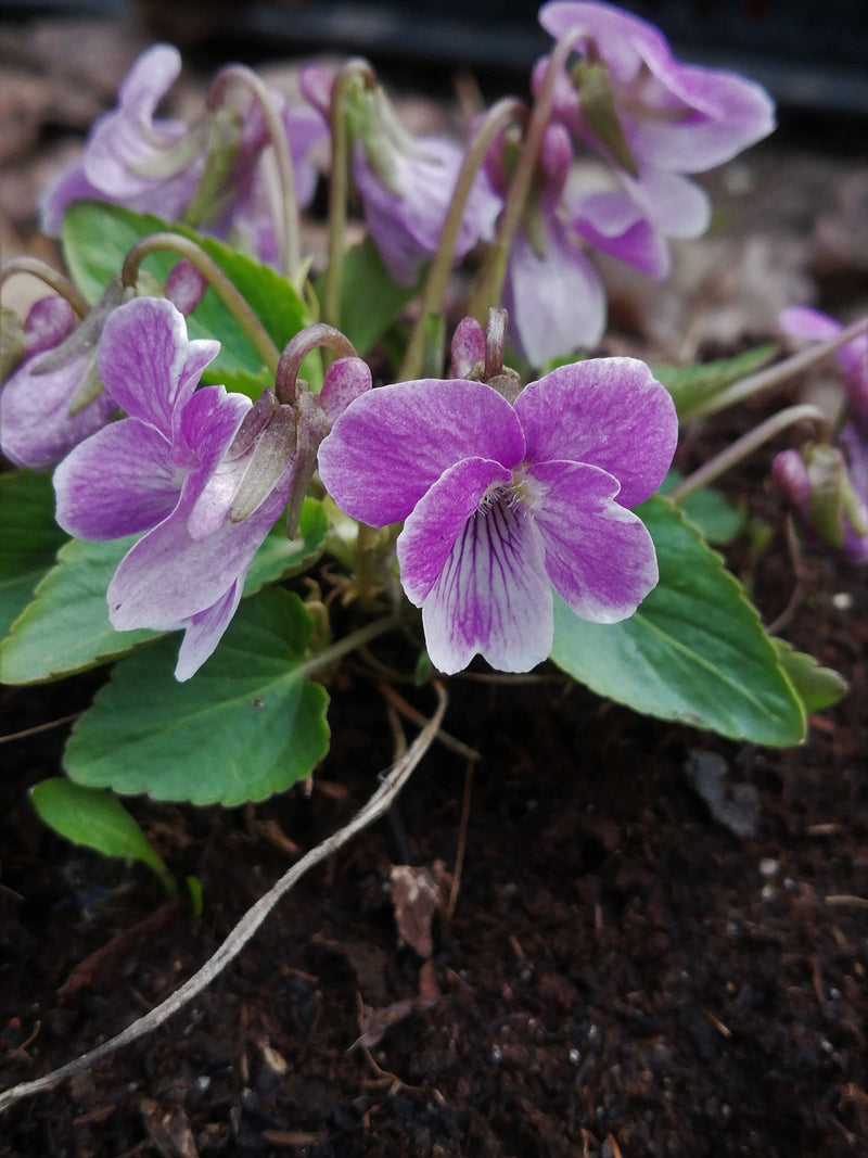 Transylvanian Violet - 10 Flower Seeds - Caribbean garden seed