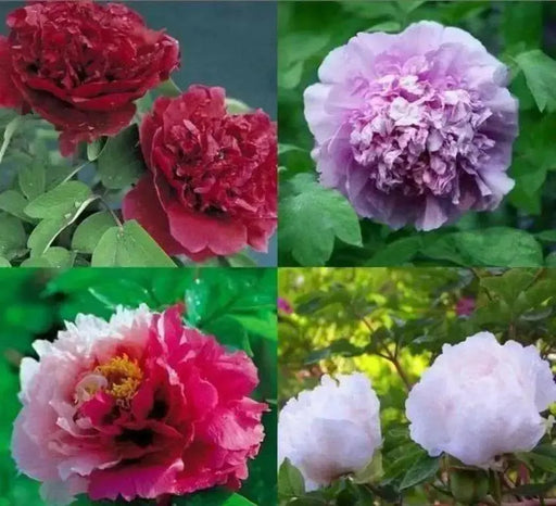 Tree Peony seed, MIXED, Perennial shrub ! - Caribbean garden seed