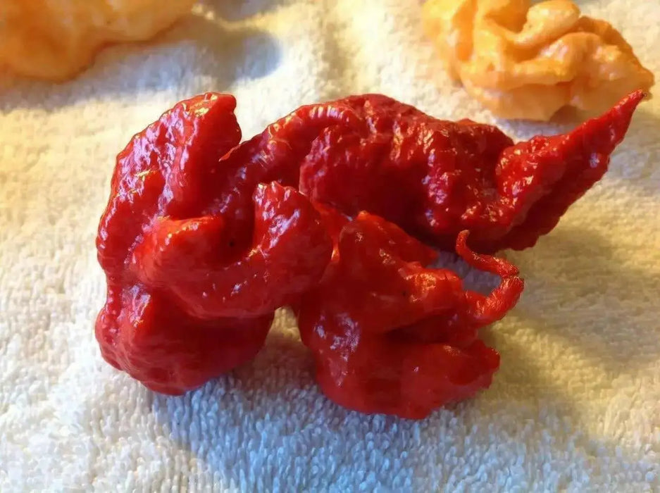 Trinidad 7 Pod Primo Red,Chili Pepper Seeds  ( Capsicum Chinense) Extremely hot, - Caribbean garden seed