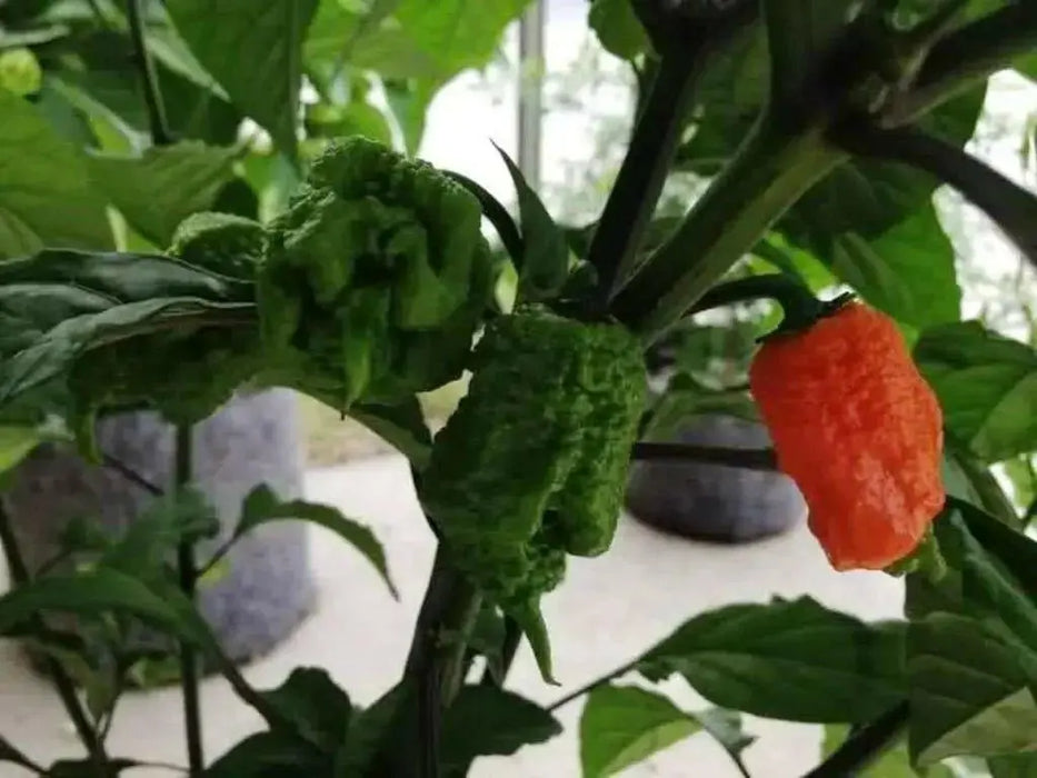 Trinidad 7 Pod Primo Red,Chili Pepper Seeds  ( Capsicum Chinense) Extremely hot, - Caribbean garden seed