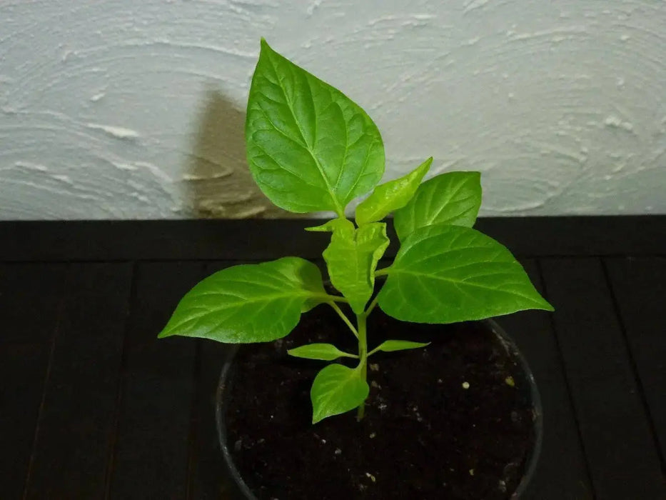 Trinidad 7 pot PRIMO Pepper Seeds, (Capsicum chinense) Super Hot - Caribbeangardenseed