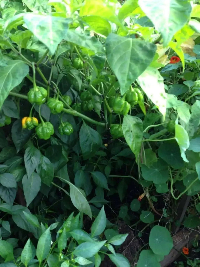 Trinidad Moruga scorpion, ORANGE Pepper Seeds  (capsicum chinense) - Caribbean garden seed