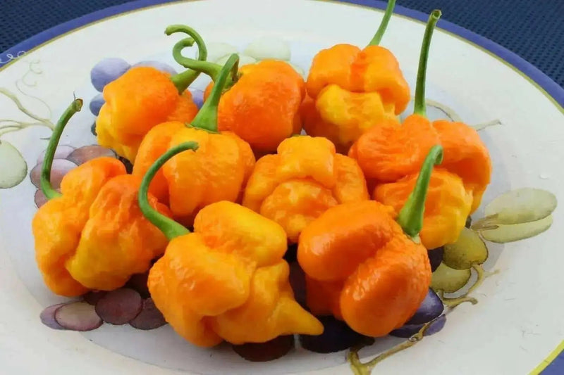 Trinidad Moruga scorpion, Yellow Pepper Seeds  (capsicum chinense) - Caribbean garden seed