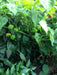 Trinidad Moruga scorpion, Yellow Pepper Seeds  (capsicum chinense) - Caribbean garden seed