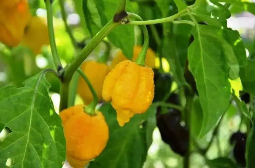 Trinidad Moruga scorpion, Yellow Pepper Seeds  (capsicum chinense) - Caribbean garden seed