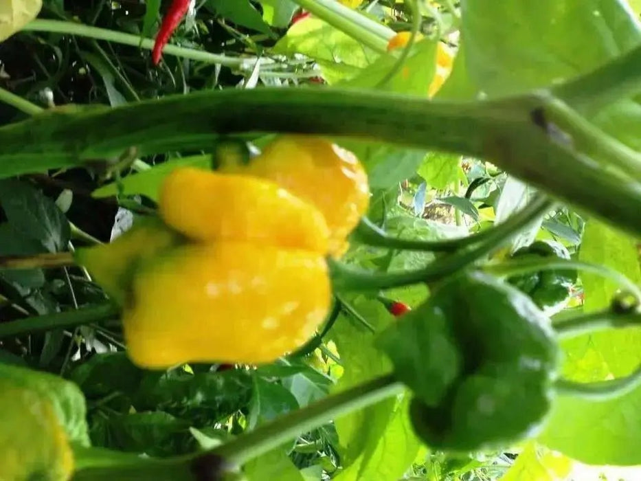 Trinidad Moruga scorpion, Yellow Pepper Seeds  (capsicum chinense) - Caribbean garden seed