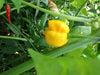 Trinidad Moruga scorpion, Yellow Pepper Seeds  (capsicum chinense) - Caribbean garden seed