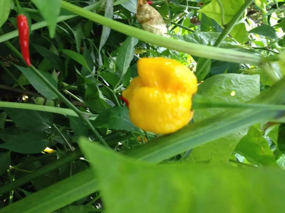 Trinidad Moruga scorpion, Yellow Pepper Seeds  (capsicum chinense) - Caribbean garden seed