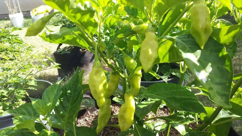 Trinidad Pimento  pepper(Live Plant/3' pot ) Caribbean products,Seasoning pepper, - Caribbean garden seed