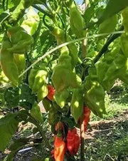 Trinidad Pimento  pepper(Live Plant/3' pot ) Caribbean products,Seasoning pepper, - Caribbean garden seed