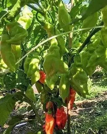 Trinidad Pimento  pepper(Live Plant/3' pot ) Caribbean products,Seasoning pepper, - Caribbean garden seed