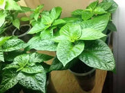 Trinidad Pimento  pepper(Live Plant/3' pot ) Caribbean products,Seasoning pepper, - Caribbean garden seed