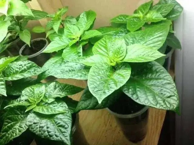 Trinidad Pimento  pepper(Live Plant/3' pot ) Caribbean products,Seasoning pepper, - Caribbean garden seed