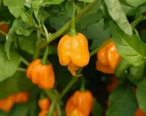 TRINIDAD SCORPIAN CARDI, Pepper Seeds  (capsicum chinense) - Caribbean garden seed
