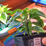 TRINIDAD SCORPIAN CARDI, Pepper Seeds  (capsicum chinense) - Caribbean garden seed