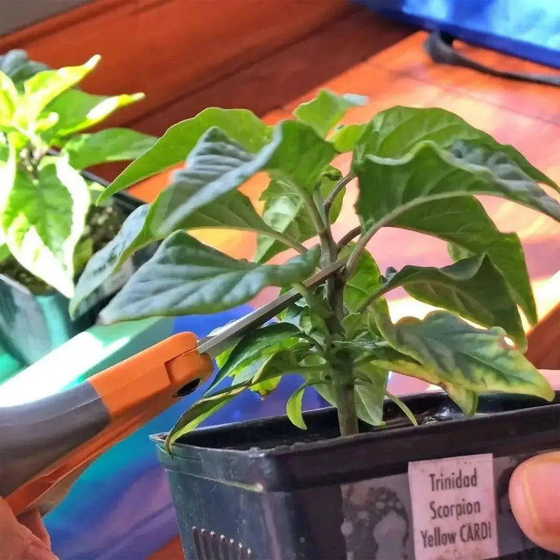 TRINIDAD SCORPIAN CARDI, Pepper Seeds  (capsicum chinense) - Caribbean garden seed