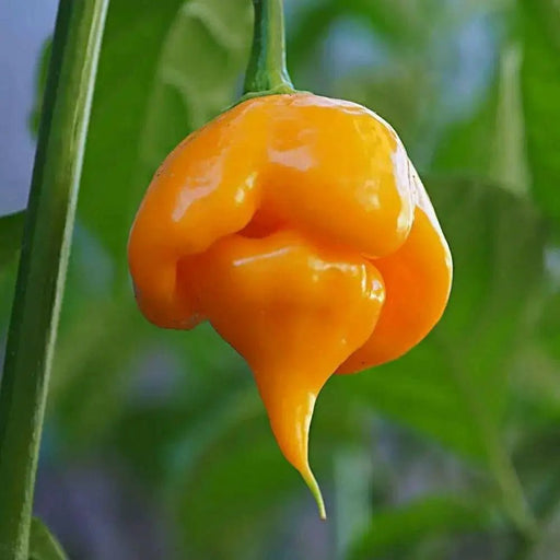 TRINIDAD SCORPIAN CARDI, Pepper Seeds  (capsicum chinense) - Caribbean garden seed