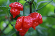 Trinidad Scorpion Butch T- hot pepper seed,Capsicum chinense - Caribbean garden seed