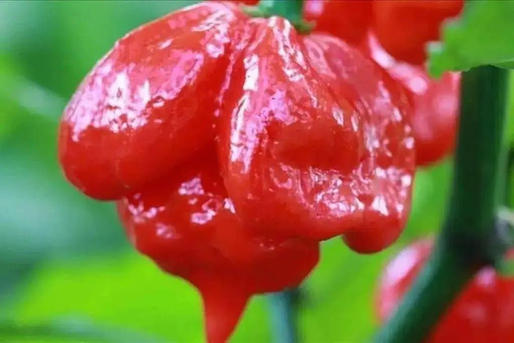 Trinidad Scorpion Butch T- hot pepper seed,Capsicum chinense - Caribbean garden seed