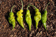 Trinidad scorpion green, Pepper Seeds  (capsicum chinense) - Caribbean garden seed