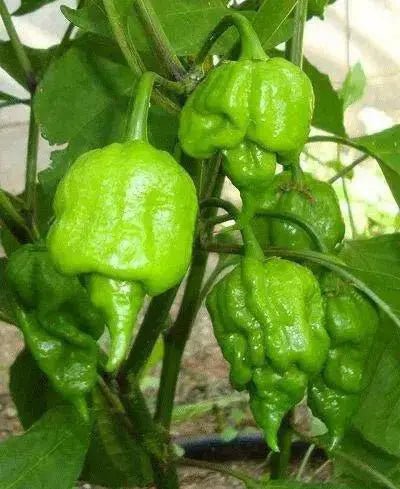 Trinidad scorpion green, Pepper Seeds  (capsicum chinense) - Caribbean garden seed