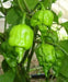 Trinidad scorpion green, Pepper Seeds  (capsicum chinense) - Caribbean garden seed