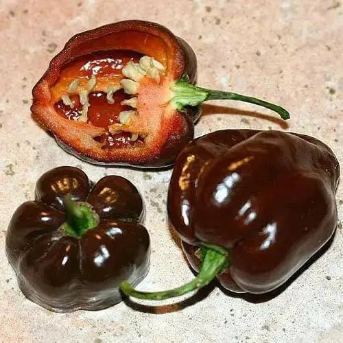 Trinidad Scotch Bonnet Brown ,Hot Peppers Seeds, Capsicum Chinense - Caribbean garden seed