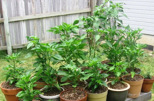 Trinidad Scotch Bonnet Brown ,Hot Peppers Seeds, Capsicum Chinense - Caribbeangardenseed