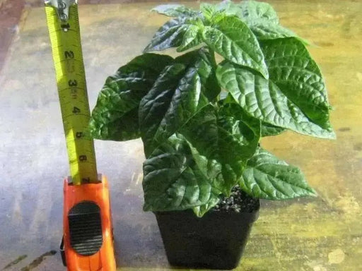 TRINIDAD SMOOTH Pepper seeds(Sweet/Mild) Capsicum chinense - Caribbean garden seed