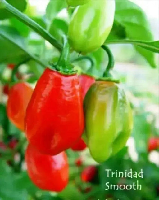 TRINIDAD SMOOTH Pepper seeds(Sweet/Mild) Capsicum chinense - Caribbean garden seed