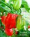 TRINIDAD SMOOTH Pepper seeds(Sweet/Mild) Capsicum chinense - Caribbean garden seed