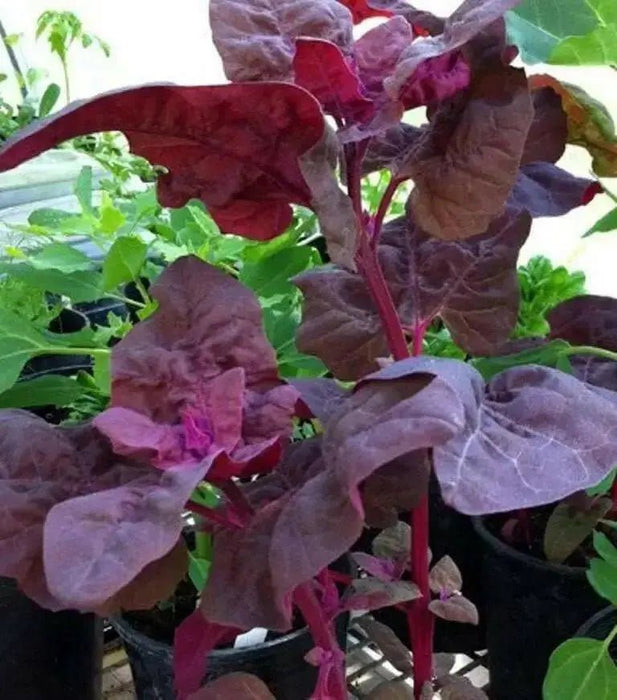 Triple Purple Orach Seeds, ATRIPLEX HORTENSIS RUBRA, Asian vegetable - Caribbean garden seed