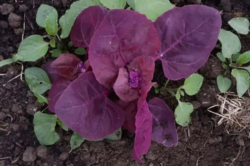 Triple Purple Orach Seeds, ATRIPLEX HORTENSIS RUBRA, Asian vegetable - Caribbean garden seed