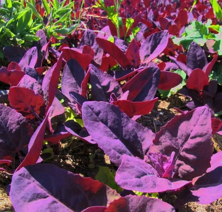 Triple Purple Orach Seeds, ATRIPLEX HORTENSIS RUBRA, Asian vegetable - Caribbean garden seed