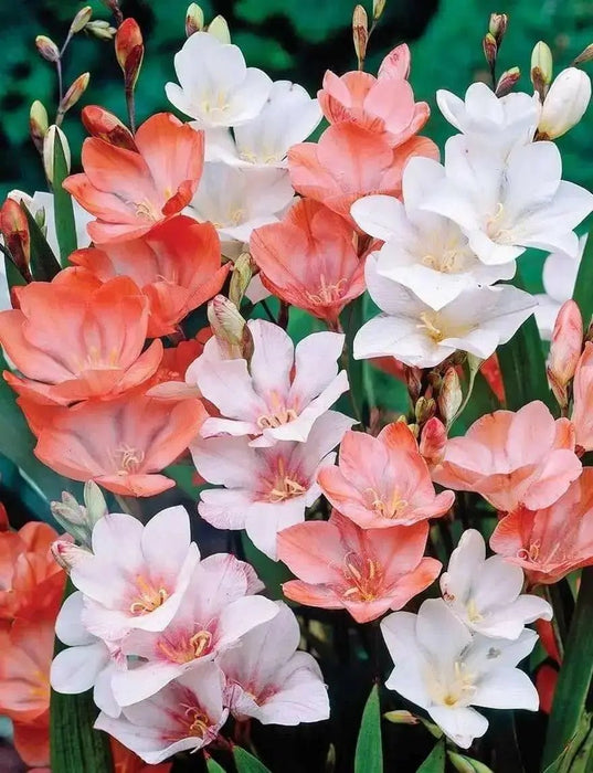 TRITONIA -Mix-BULBS-drought-tolerant-zones-6-through-10 - Caribbean garden seed