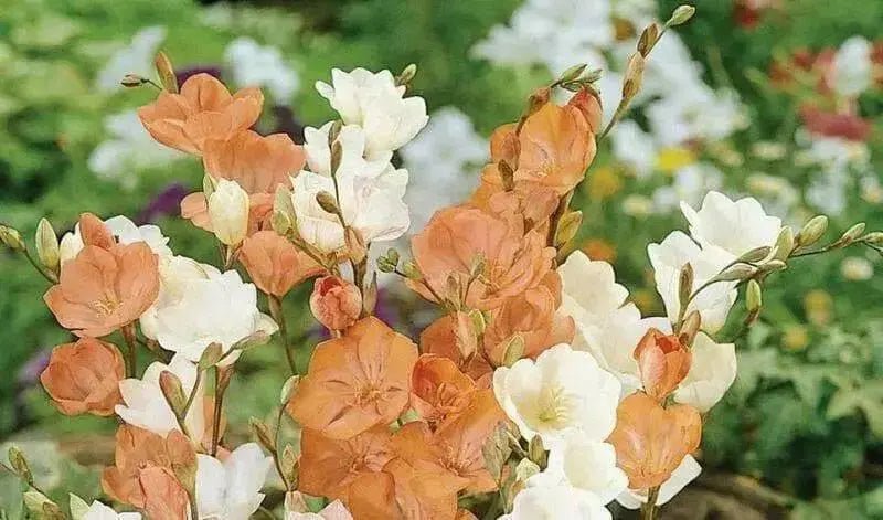 TRITONIA -Mix-BULBS-drought-tolerant-zones-6-through-10 - Caribbean garden seed